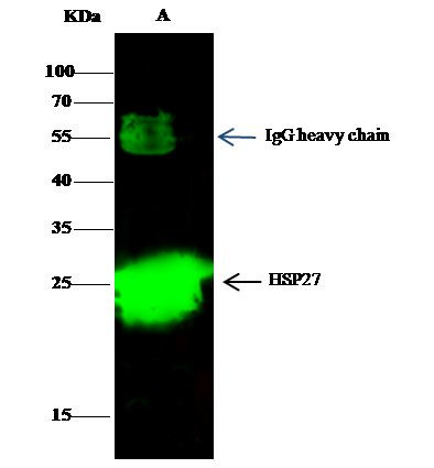 HSP27 Antibody in Immunoprecipitation (IP)