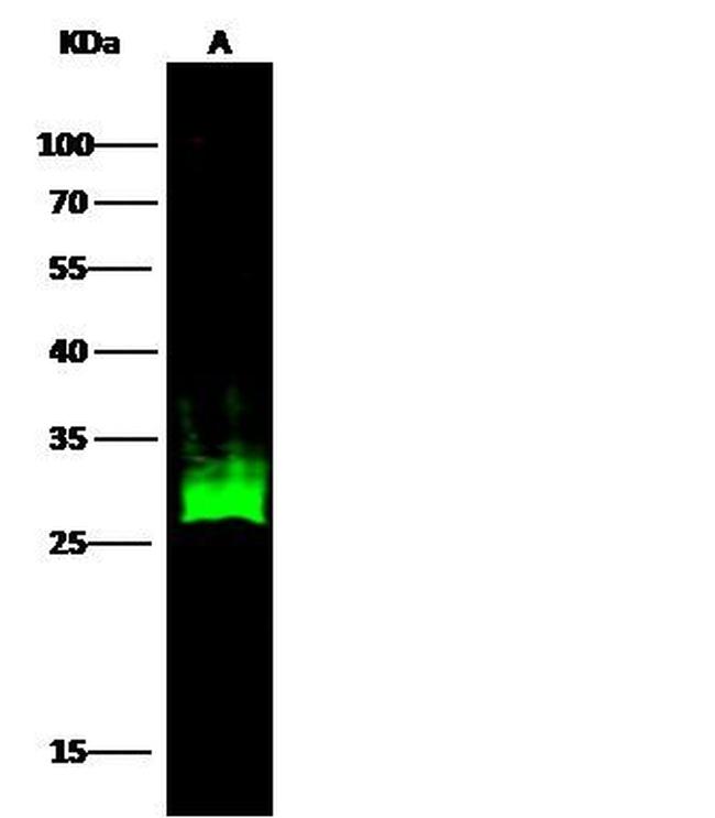 HSP27 Antibody in Western Blot (WB)