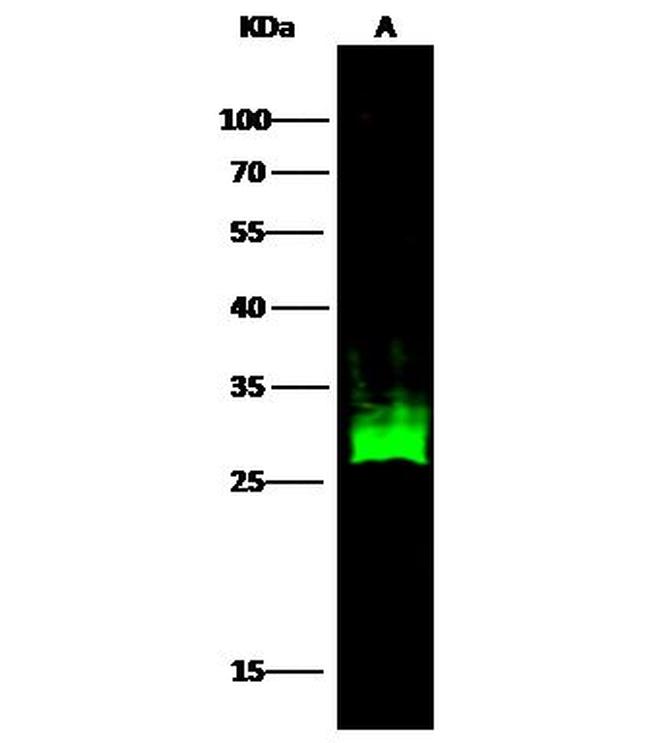 HSP27 Antibody in Western Blot (WB)