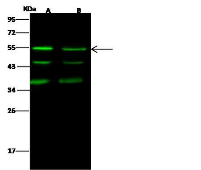 JNK2 Antibody in Western Blot (WB)