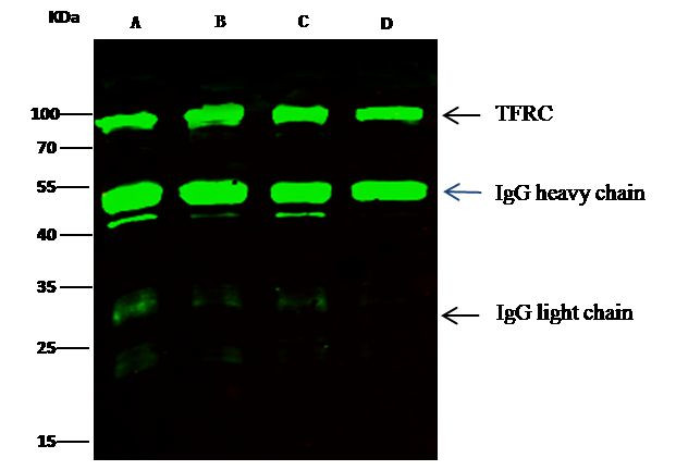 Transferrin Receptor Antibody in Immunoprecipitation (IP)