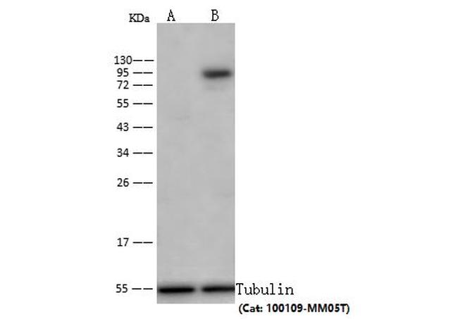 Transferrin Receptor Antibody in Western Blot (WB)