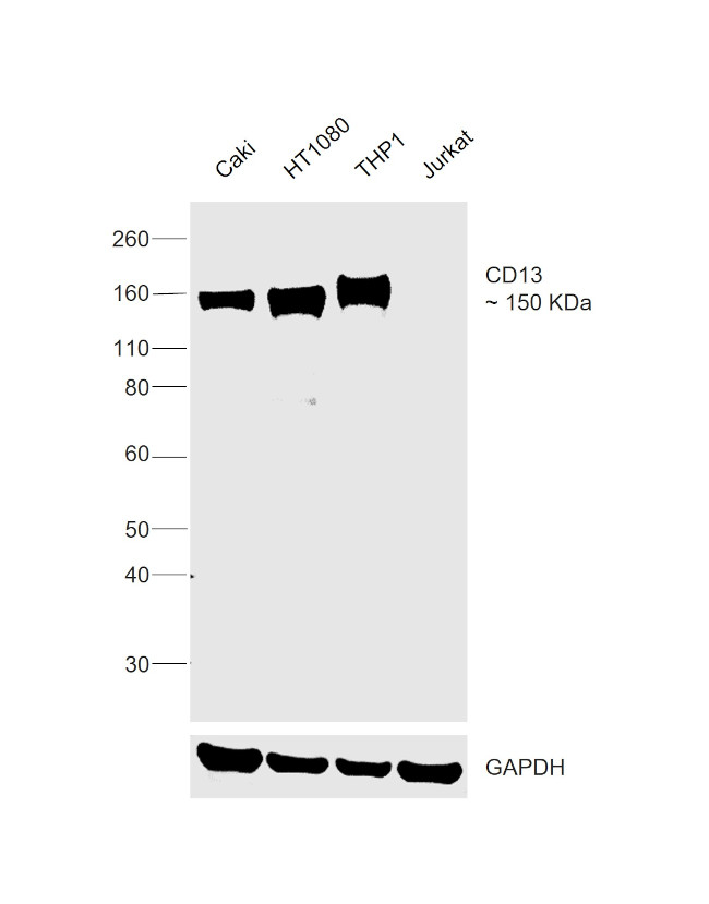 CD13 Antibody