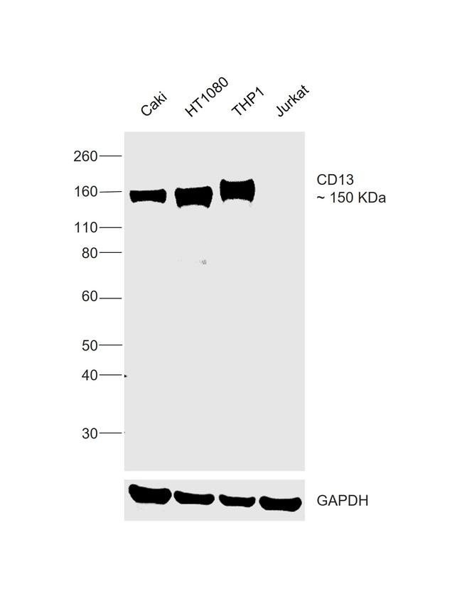 CD13 Antibody in Western Blot (WB)