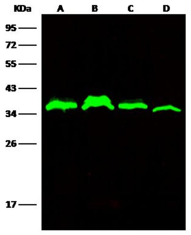 C1QBP Antibody in Western Blot (WB)