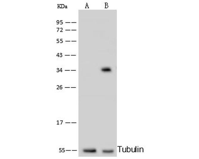 C1QBP Antibody in Western Blot (WB)