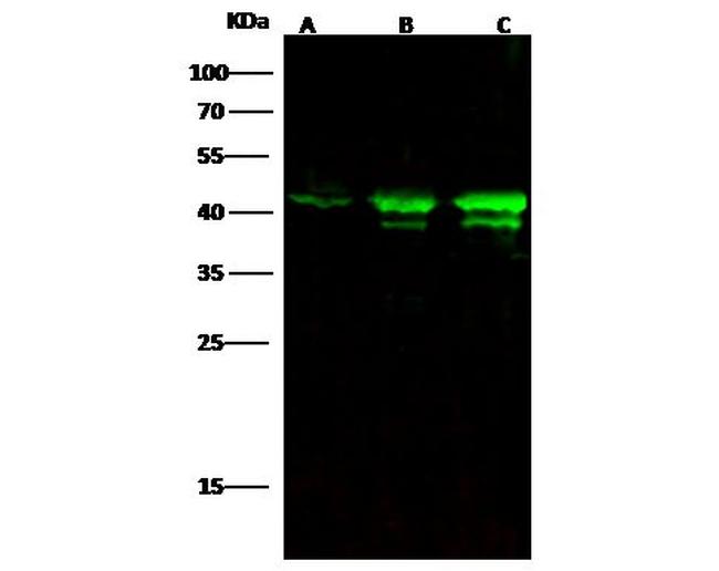 Cytokeratin 19 Antibody in Western Blot (WB)