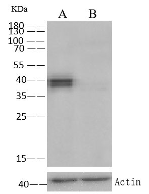 Cytokeratin 19 Antibody in Western Blot (WB)