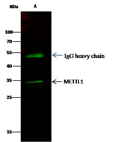 METTL1 Antibody in Immunoprecipitation (IP)