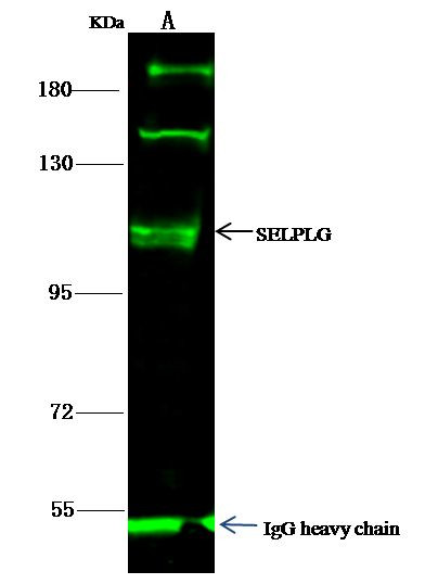 CD162 Antibody in Immunoprecipitation (IP)