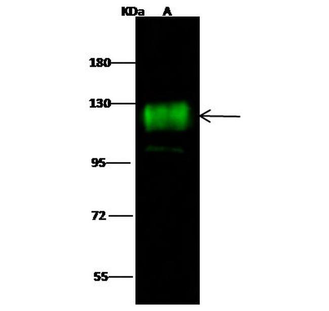 CD162 Antibody in Western Blot (WB)