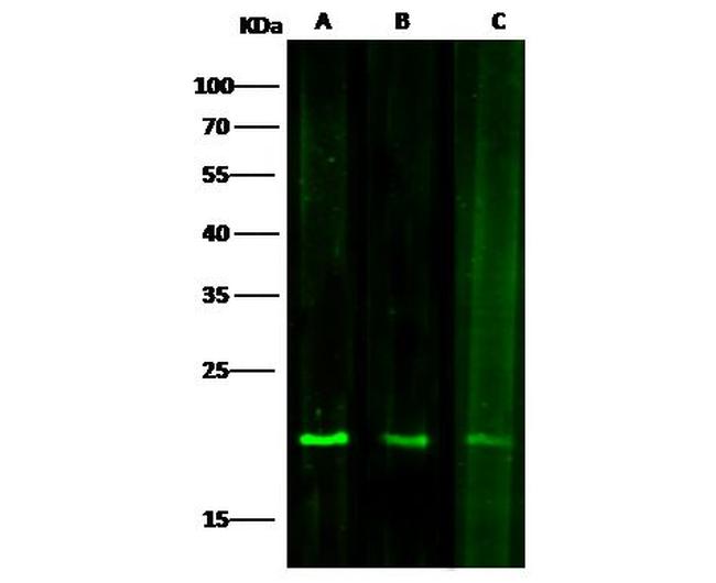 SOD1 Antibody in Western Blot (WB)