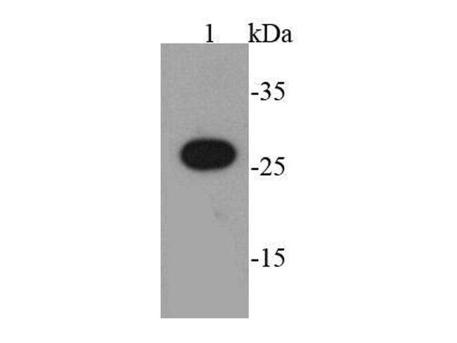 AU1 tag Antibody in Western Blot (WB)