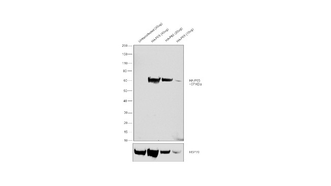 HA Tag Antibody in Western Blot (WB)