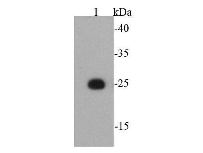 T7 tag Antibody in Western Blot (WB)