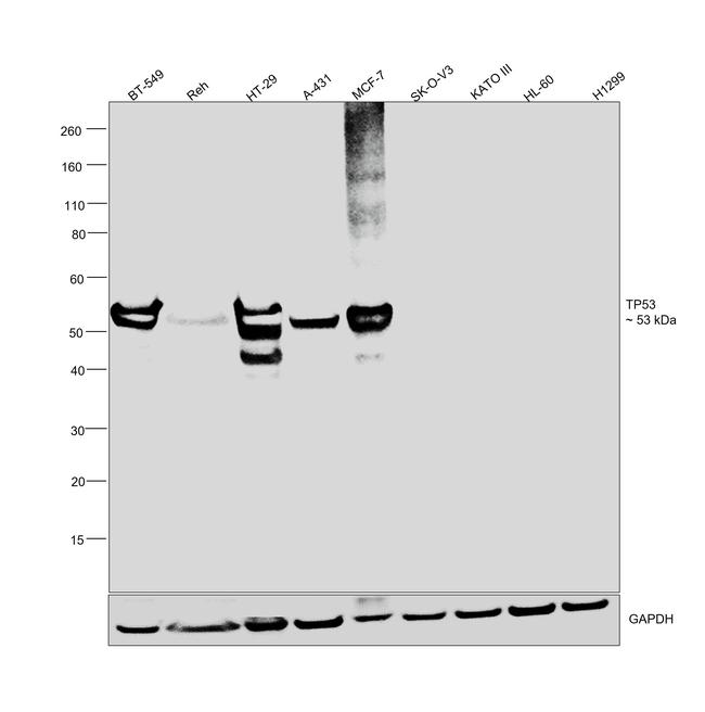 p53 Antibody in Western Blot (WB)