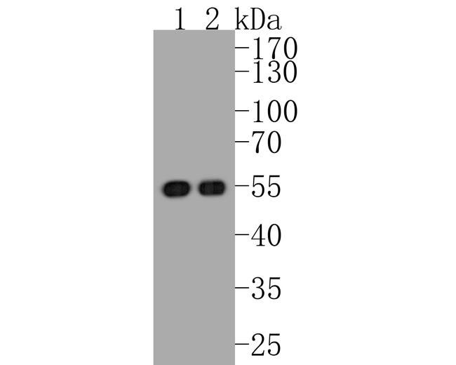 p53 Antibody in Western Blot (WB)