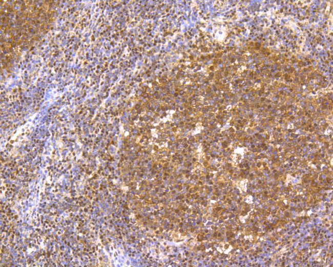 CREB Antibody in Immunohistochemistry (Paraffin) (IHC (P))