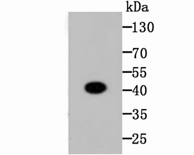 CREB Antibody in Western Blot (WB)