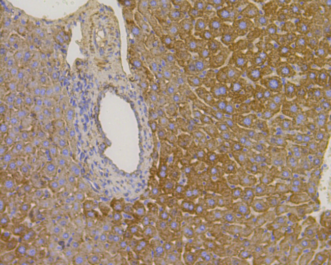 VDAC Antibody in Immunohistochemistry (Paraffin) (IHC (P))