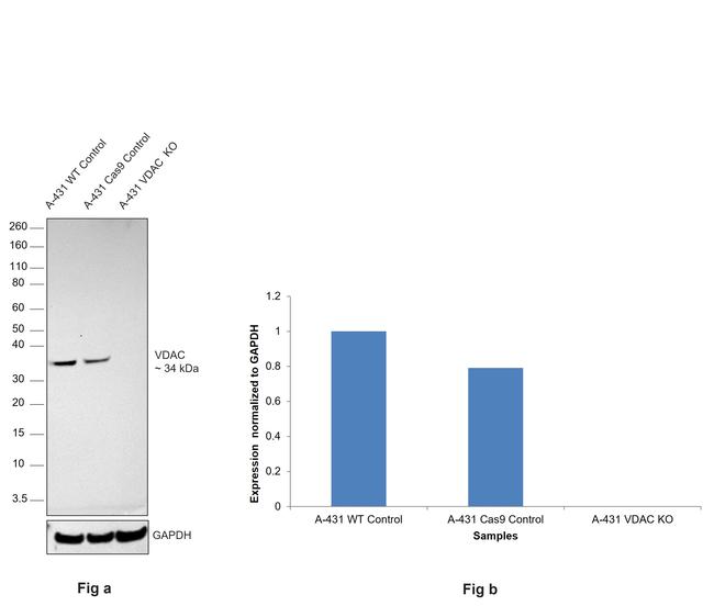 VDAC Antibody