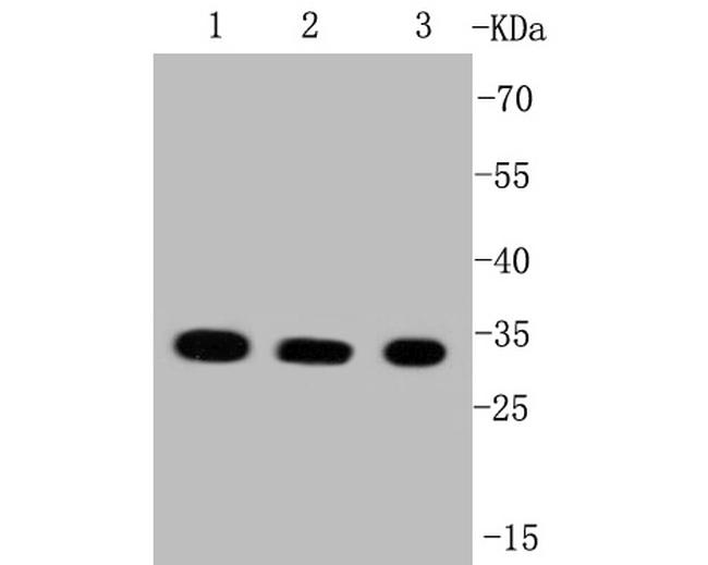 VDAC Antibody in Western Blot (WB)