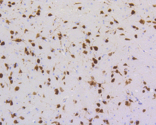 NeuN Antibody in Immunohistochemistry (Paraffin) (IHC (P))