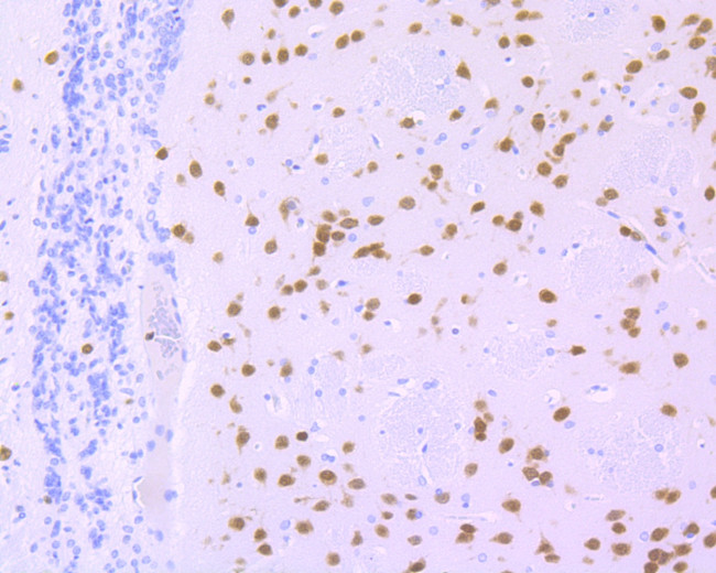 NeuN Antibody in Immunohistochemistry (Paraffin) (IHC (P))