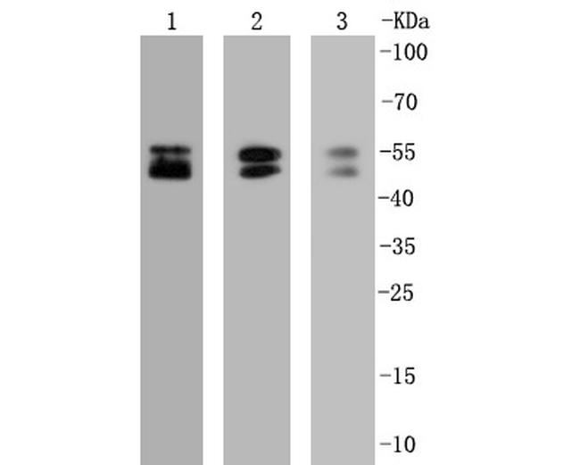 NeuN Antibody in Western Blot (WB)