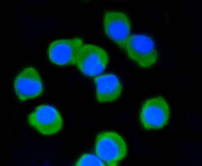 PSD-95 Antibody in Immunocytochemistry (ICC/IF)