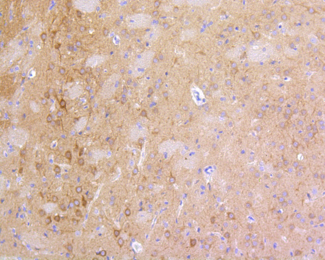 PSD-95 Antibody in Immunohistochemistry (Paraffin) (IHC (P))