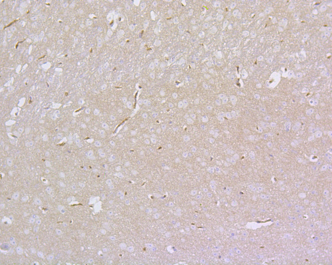 PSD-95 Antibody in Immunohistochemistry (Paraffin) (IHC (P))