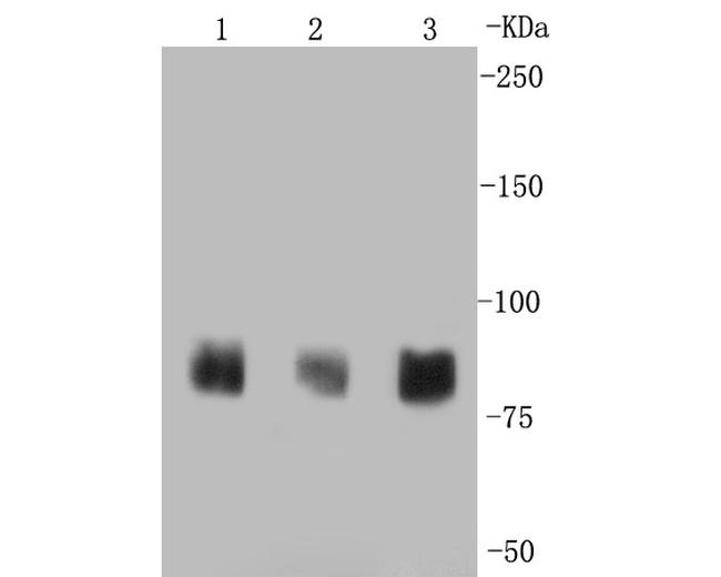 PSD-95 Antibody in Western Blot (WB)