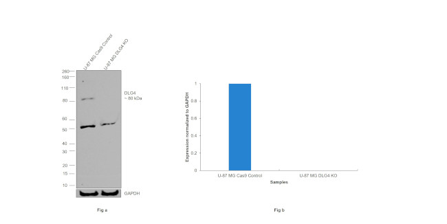 PSD-95 Antibody in Western Blot (WB)