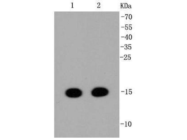 H3K36me1 Antibody in Western Blot (WB)