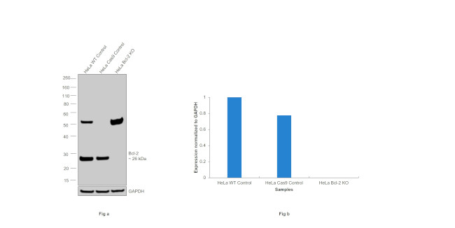 Bcl-2 Antibody