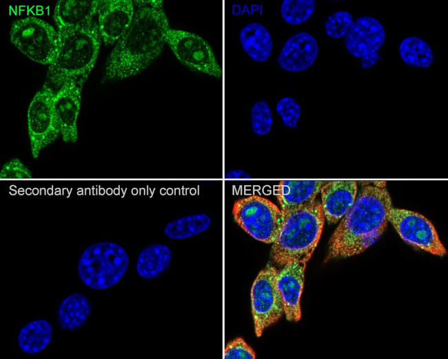 NFkB p50/p105 Antibody in Immunocytochemistry (ICC/IF)