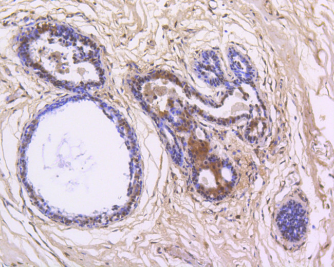 NFkB p50/p105 Antibody in Immunohistochemistry (Paraffin) (IHC (P))