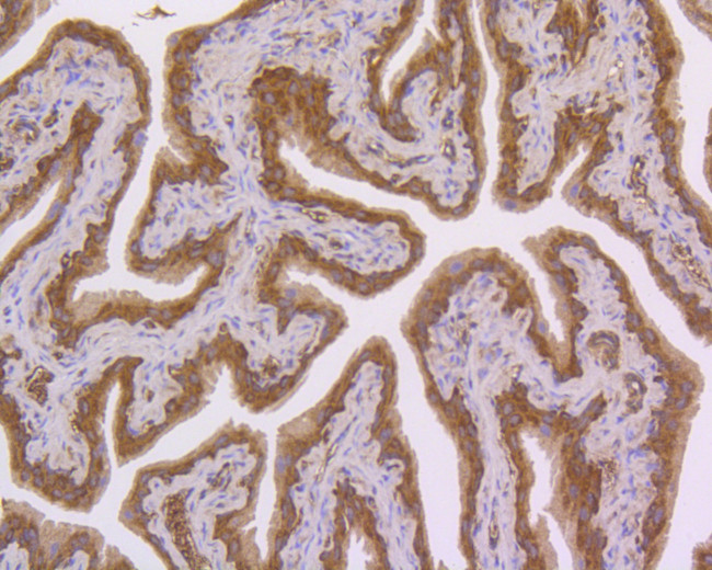 NFkB p50/p105 Antibody in Immunohistochemistry (Paraffin) (IHC (P))