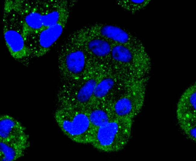 MEK1 Antibody in Immunocytochemistry (ICC/IF)