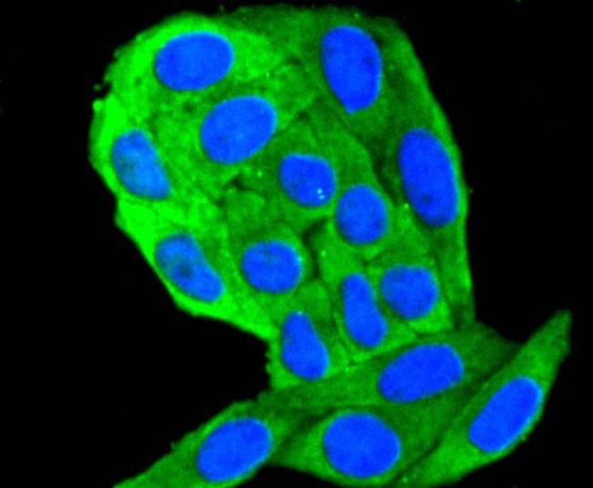 Cytokeratin 18 Antibody in Immunocytochemistry (ICC/IF)