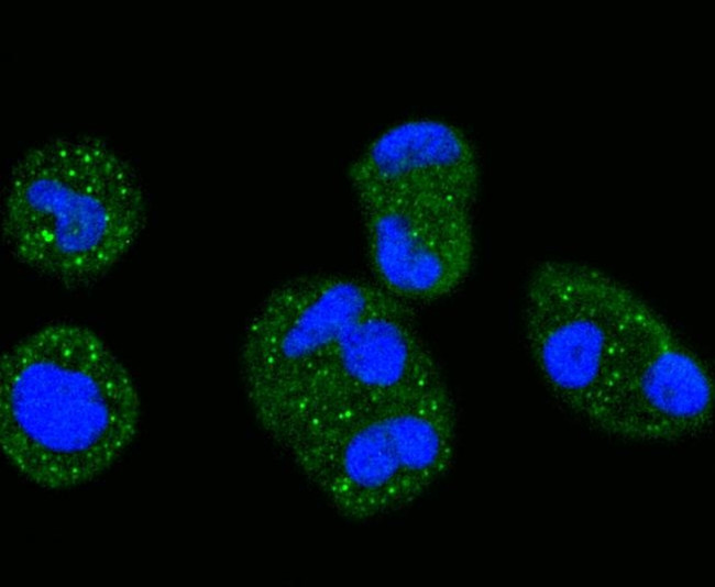 ERK1 Antibody in Immunocytochemistry (ICC/IF)