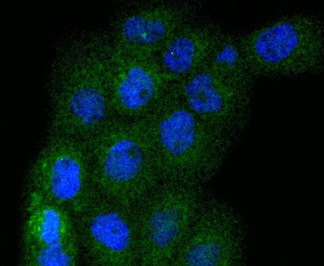 ERK1 Antibody in Immunocytochemistry (ICC/IF)