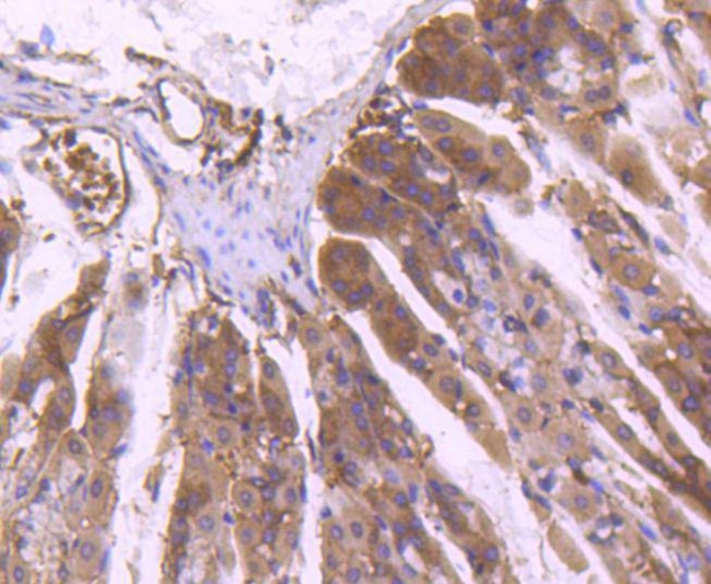 ERK1 Antibody in Immunohistochemistry (Paraffin) (IHC (P))