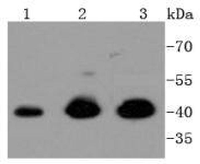 ERK1 Antibody in Western Blot (WB)