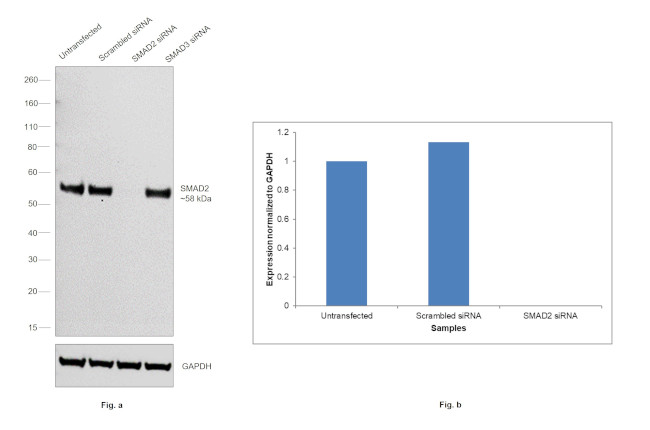 SMAD2 Antibody