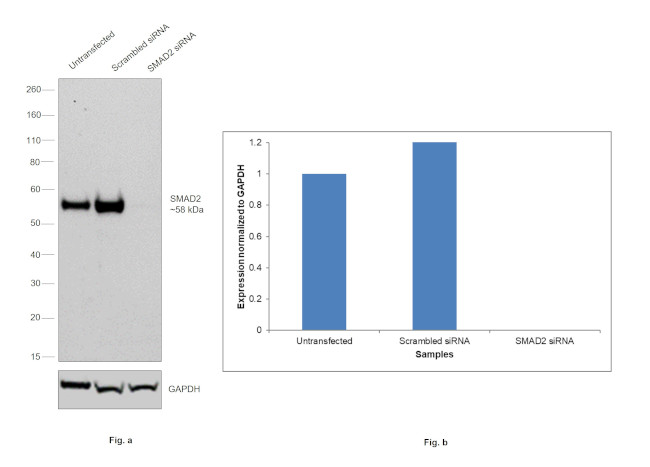 SMAD2 Antibody