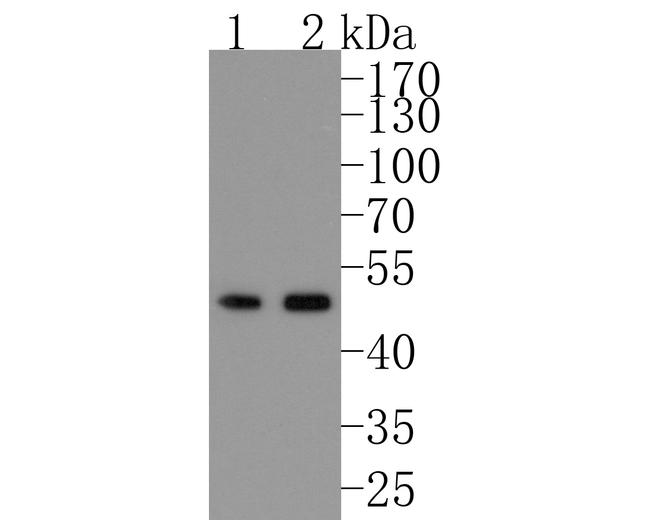 SMAD2 Antibody in Western Blot (WB)