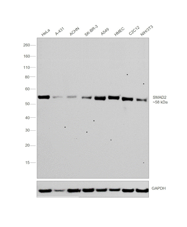 SMAD2 Antibody in Western Blot (WB)