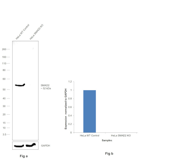 SMAD2 Antibody in Western Blot (WB)